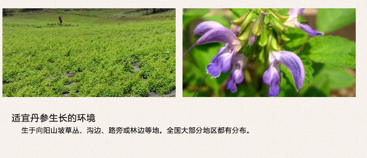 丹参_12.jpg