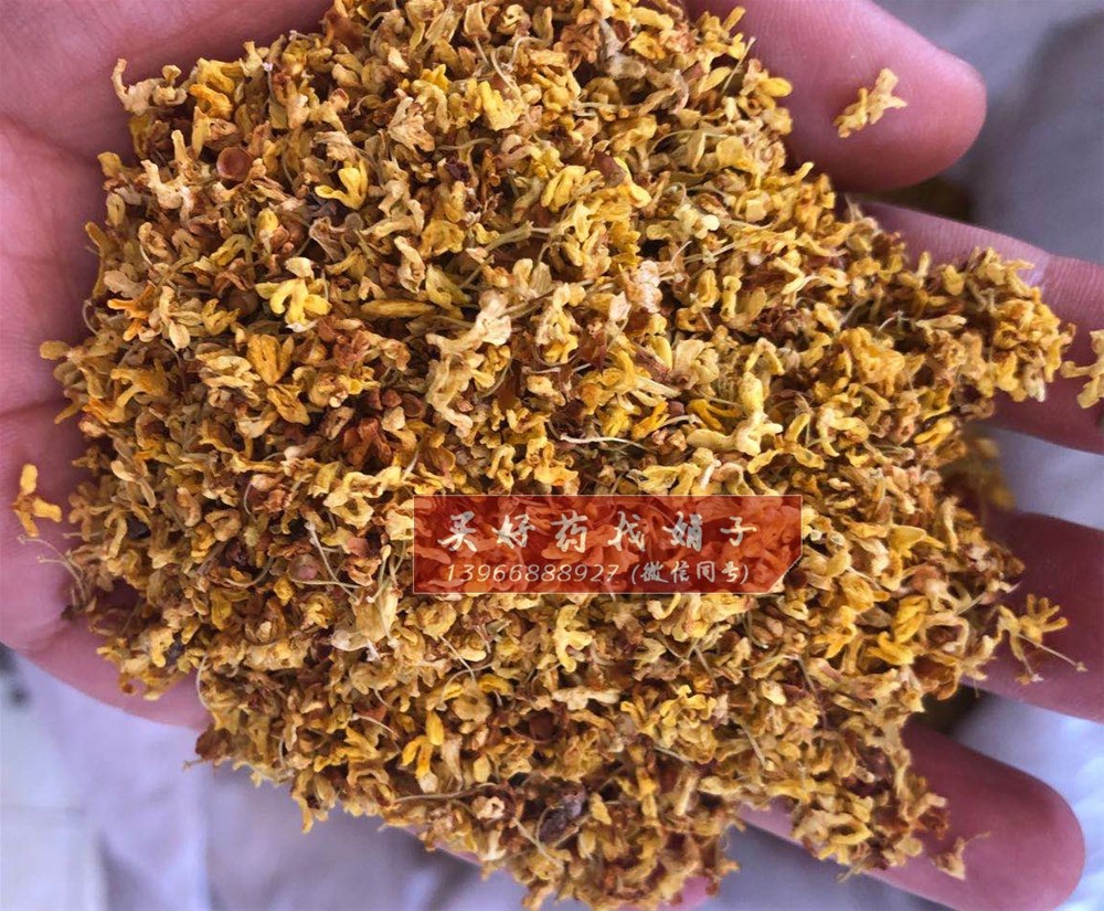 桂花330  2).jpg