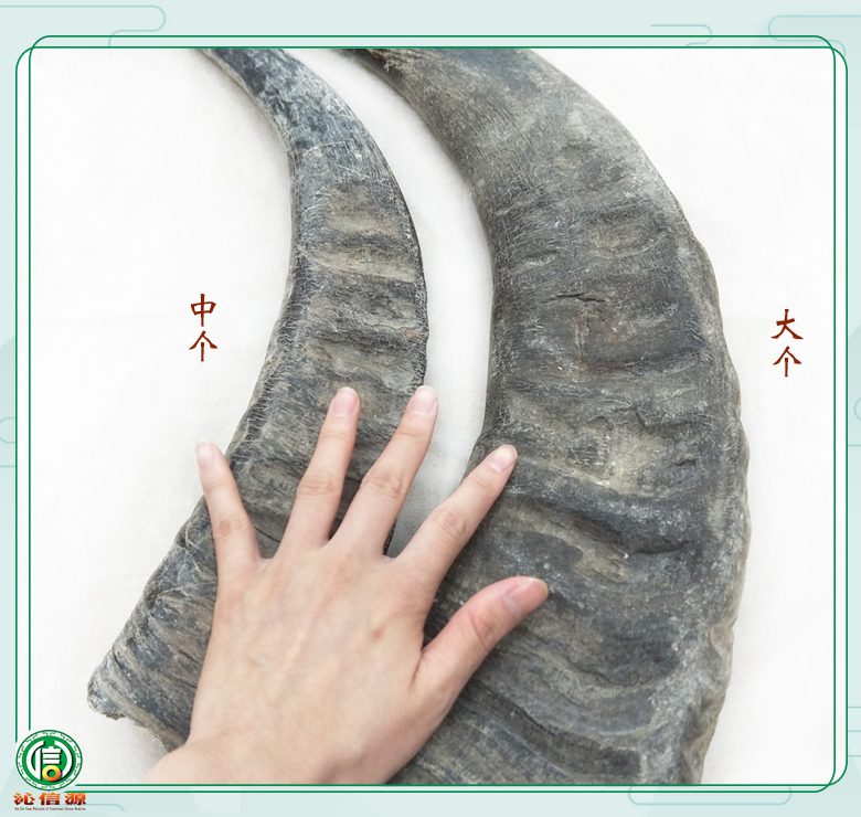 shuiniujiaozhonggedage010.jpg