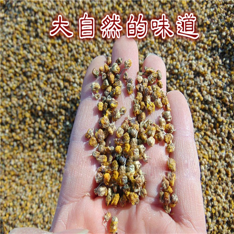 野菊花0 (3).jpg