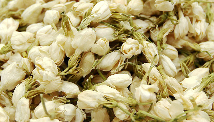 茉莉花.jpg