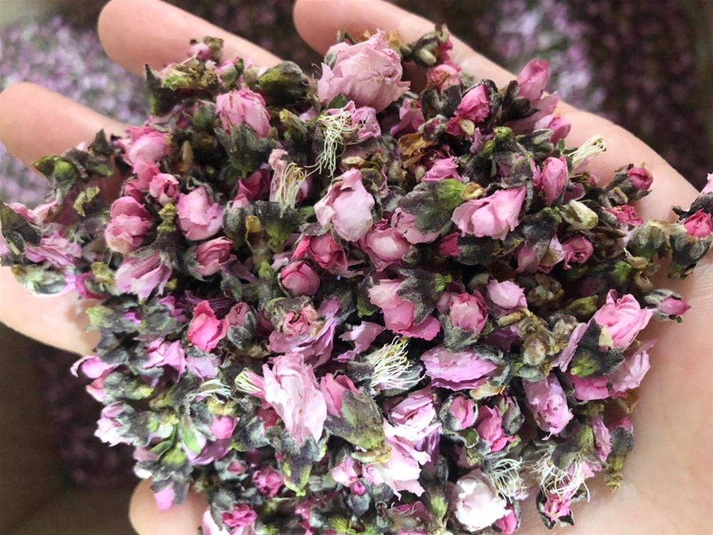桃花 85.jpg