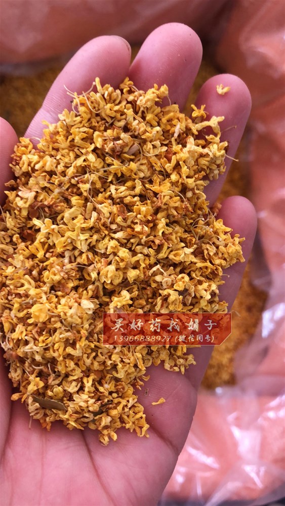 桂花360 (2).jpg