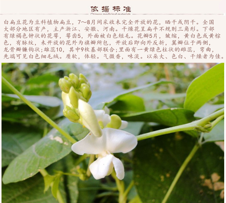 白扁豆花9.jpg