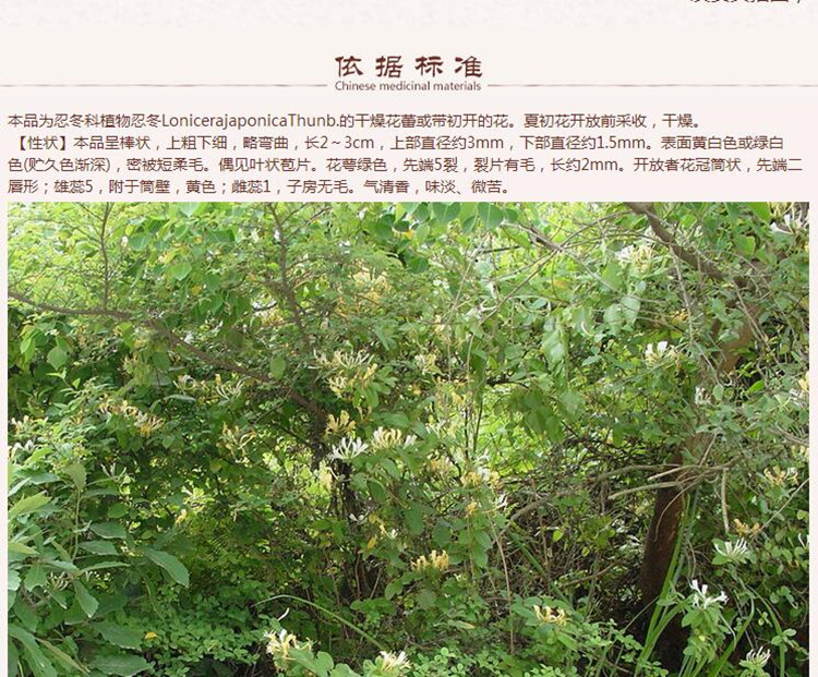 湖南金银花6.jpg