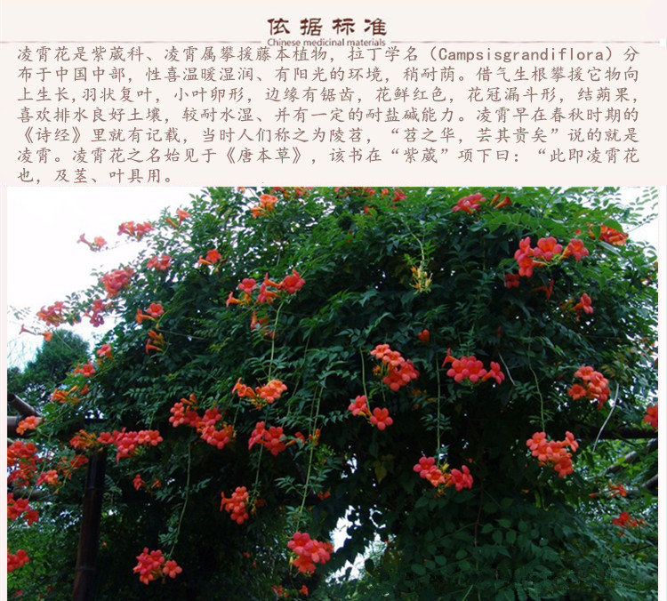 凌霄花9.jpg