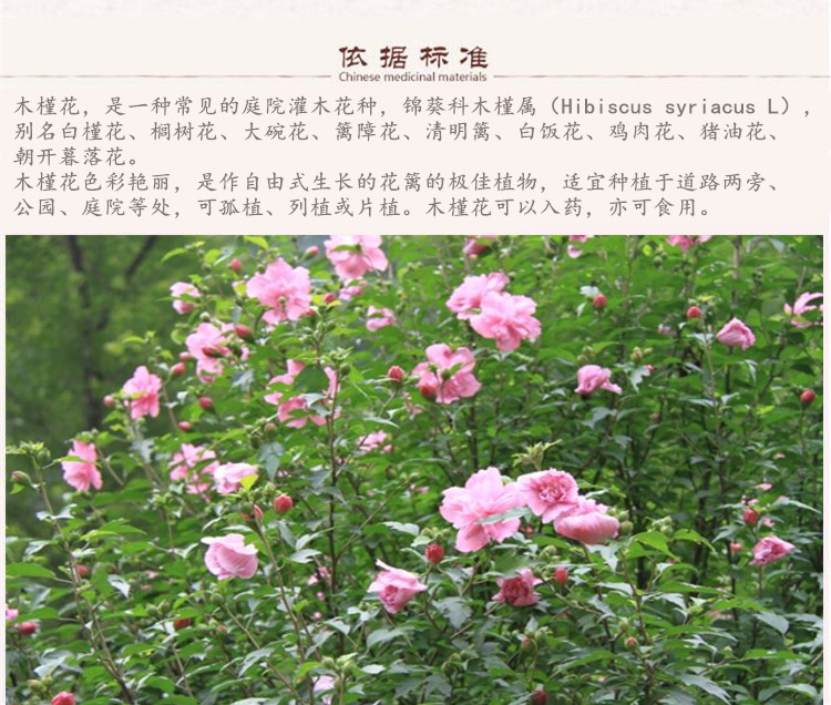 木槿花5.jpg