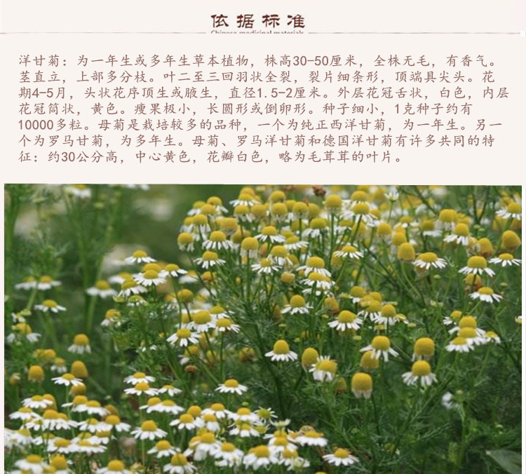 洋甘菊9.jpg