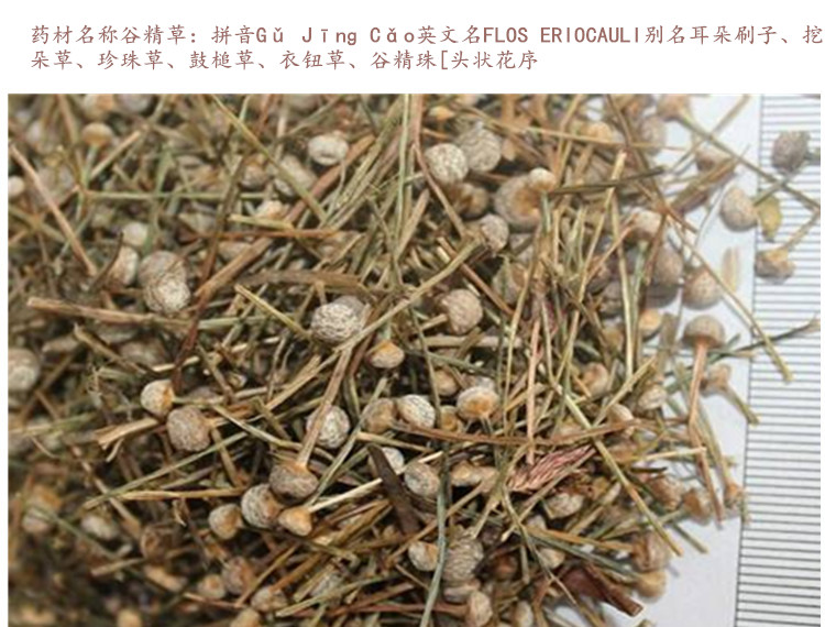 谷精草3.jpg
