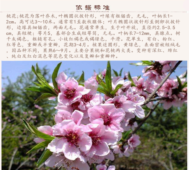 桃花9.jpg