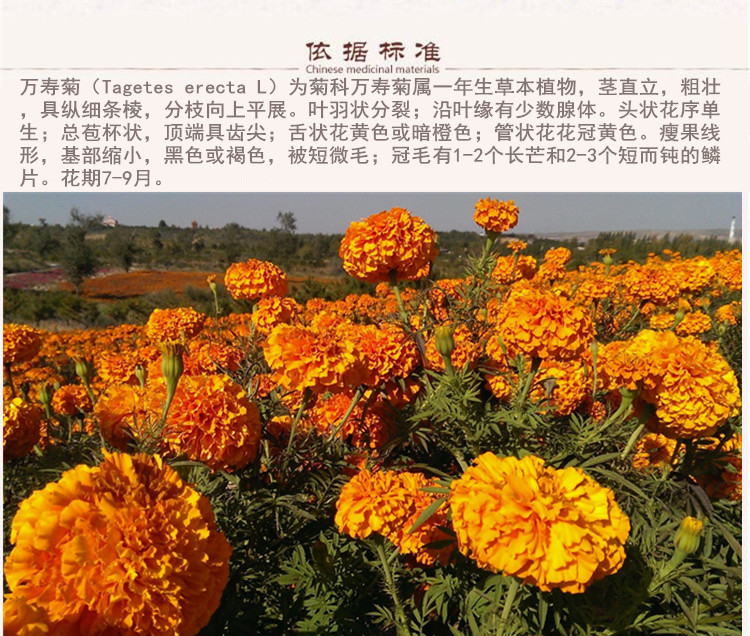 万寿菊副本 (2).jpg