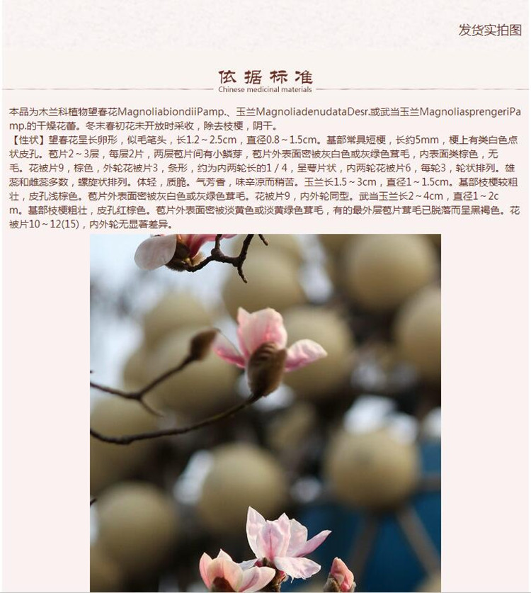 辛夷6.jpg