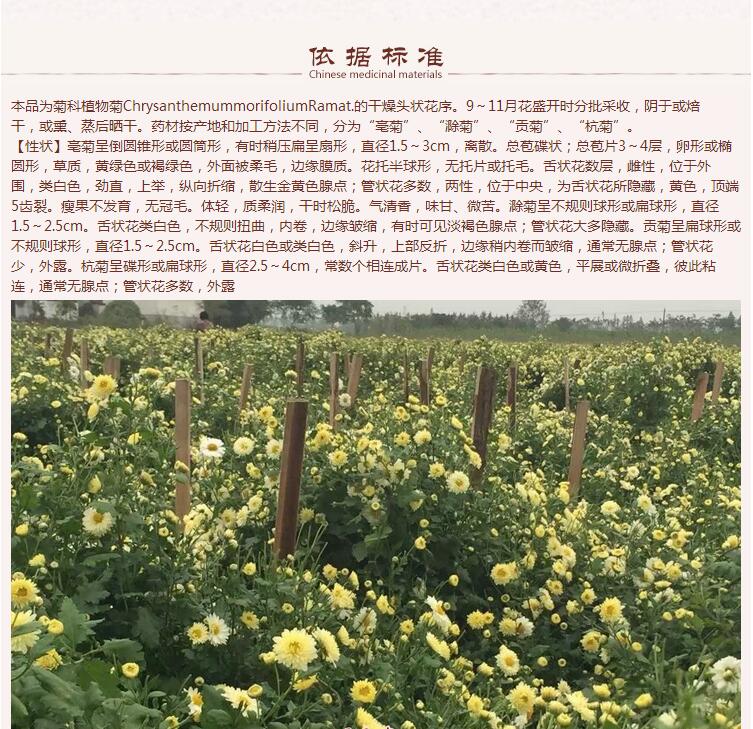 杭白菊8.jpg
