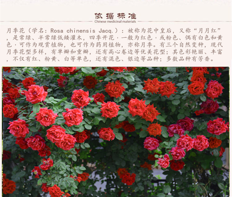 选货月季花5.jpg