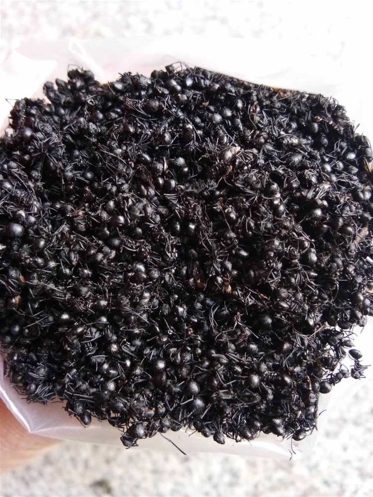 拟黑多刺蚁 (2).jpg