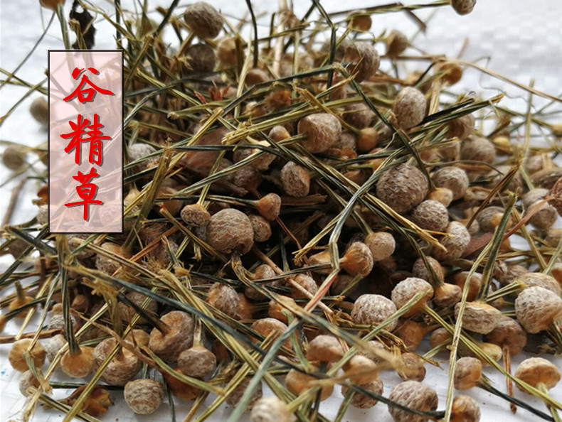 谷精草1.jpg