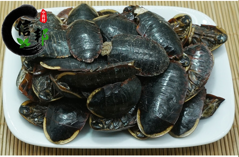 金边土元详情5.jpg