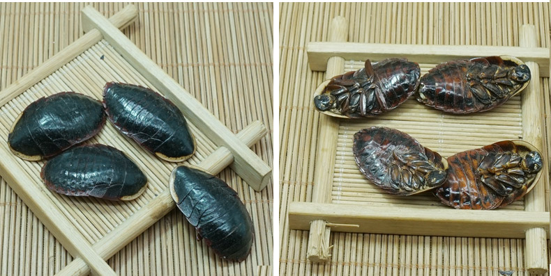 金边土元详情8.jpg