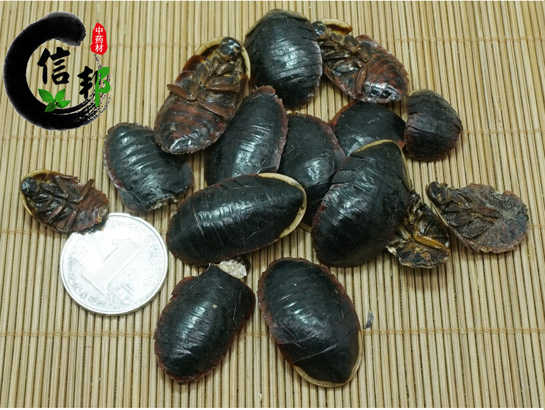 金边土元详情7.jpg