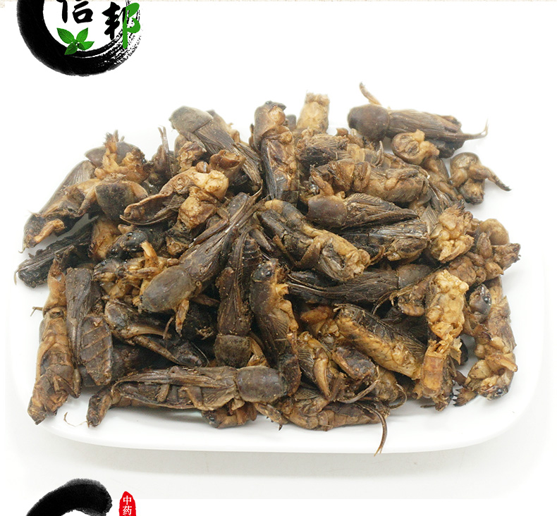 土狗子详情psd_09.jpg