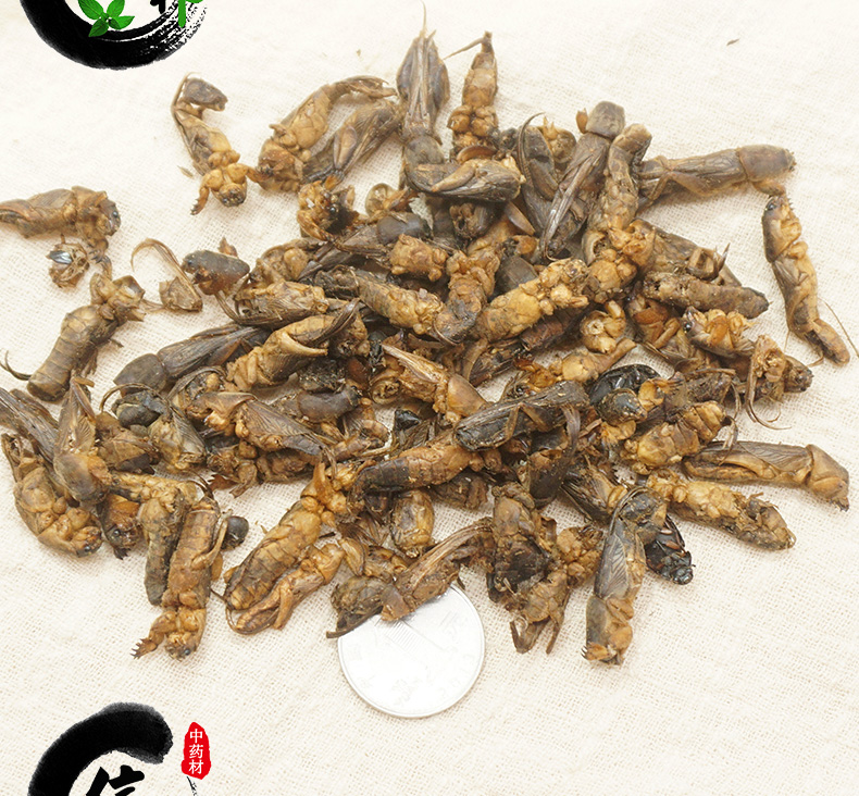 土狗子详情psd_08.jpg