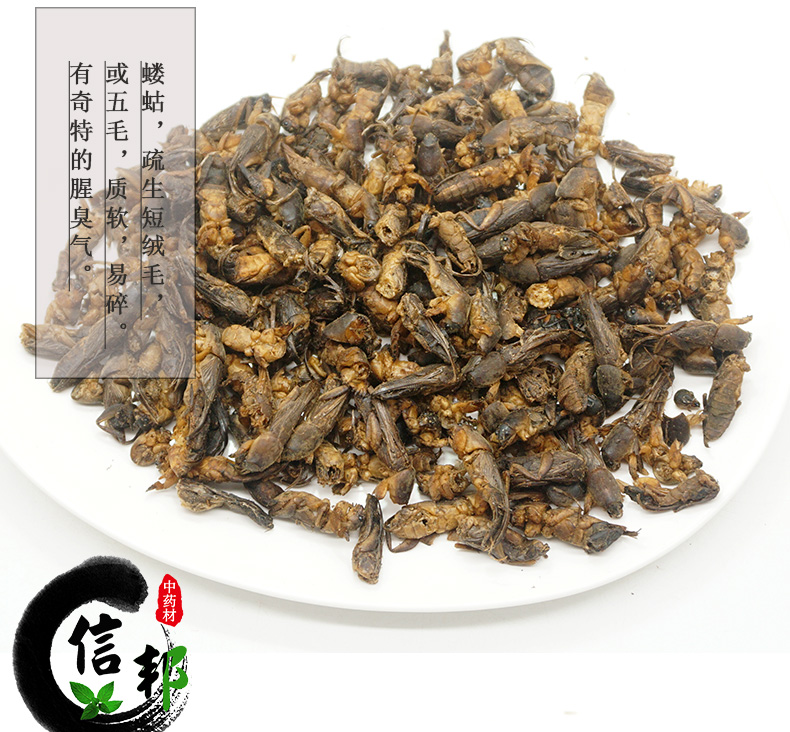 土狗子详情psd_06.jpg