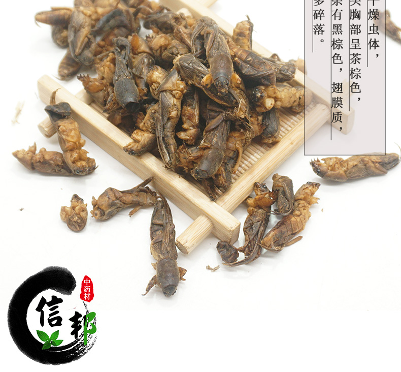 土狗子详情psd_05.jpg