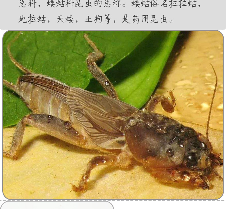 土狗子详情psd_03.jpg