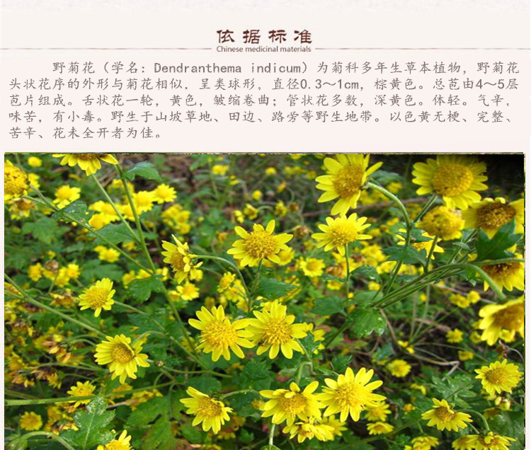 野生菊花5.jpg