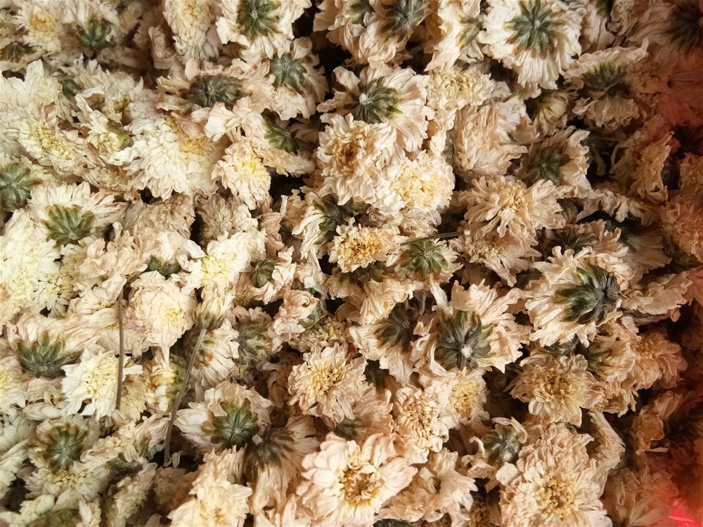 七月菊 (3).jpg