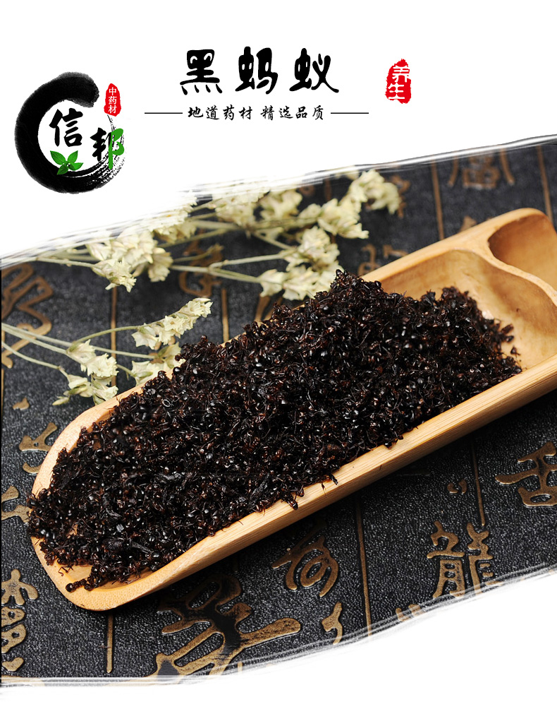 黑蚂蚁_01.jpg