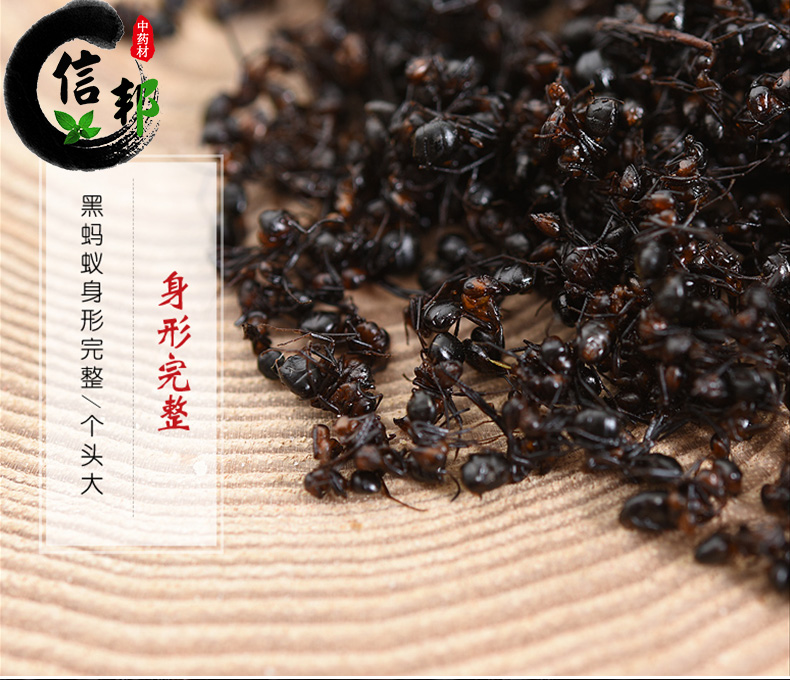 黑蚂蚁_07.jpg