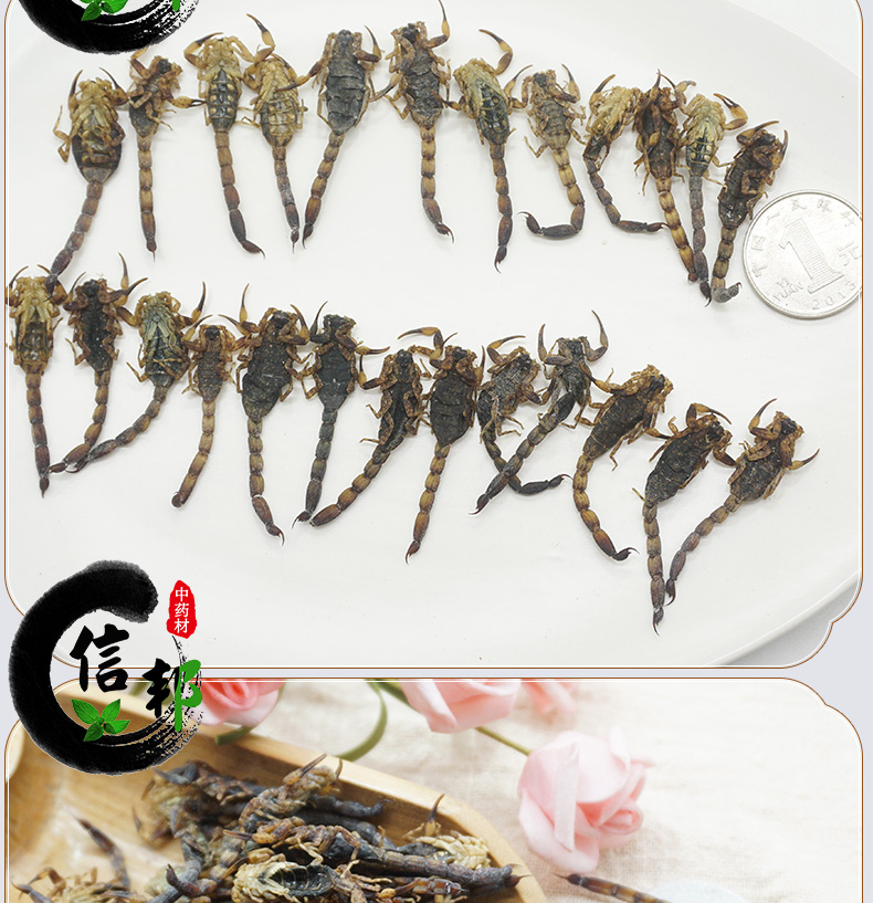 全蝎详情_07.jpg