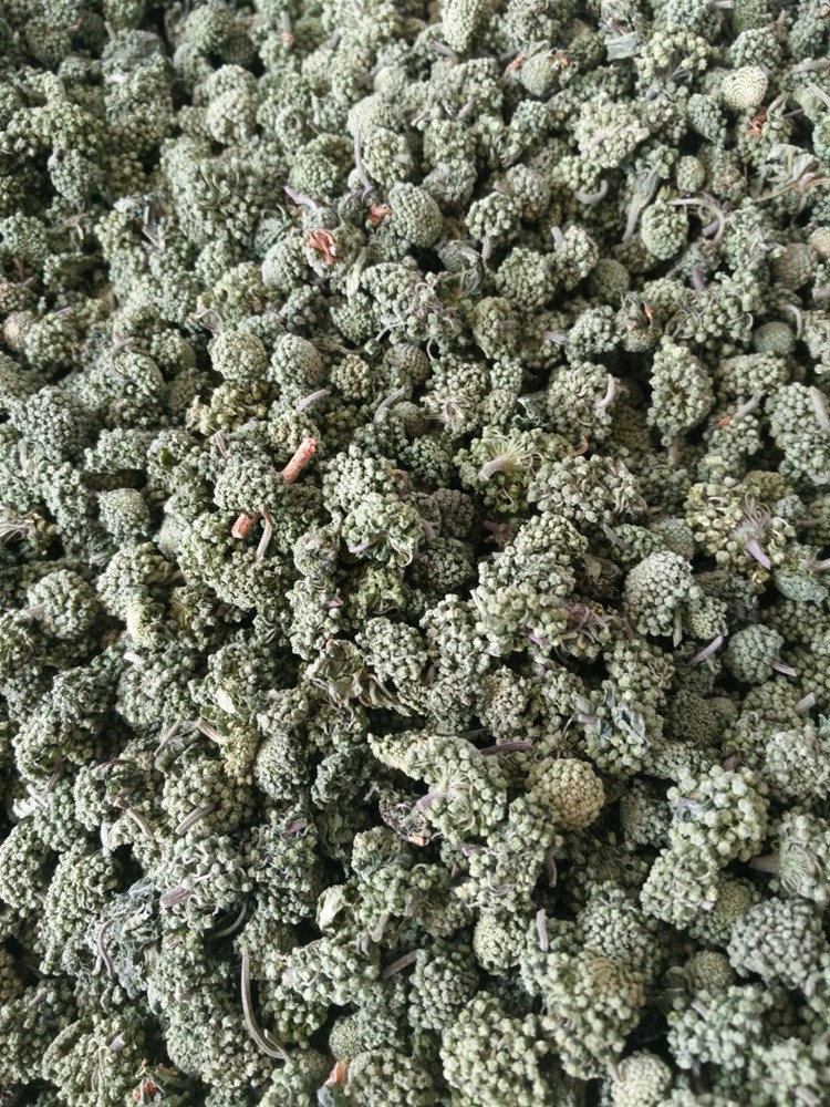 三七花 (2).jpg