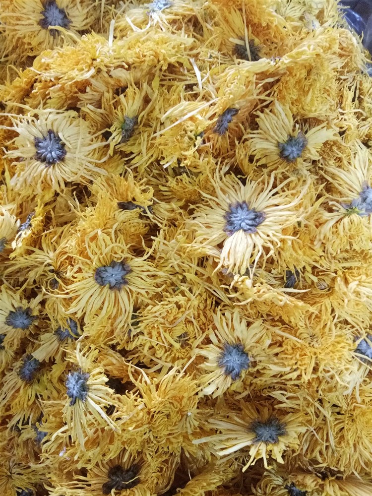 金丝皇菊 (1).jpg