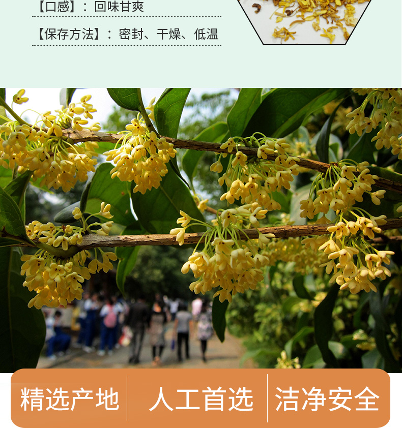 桂花详情1_04.jpg