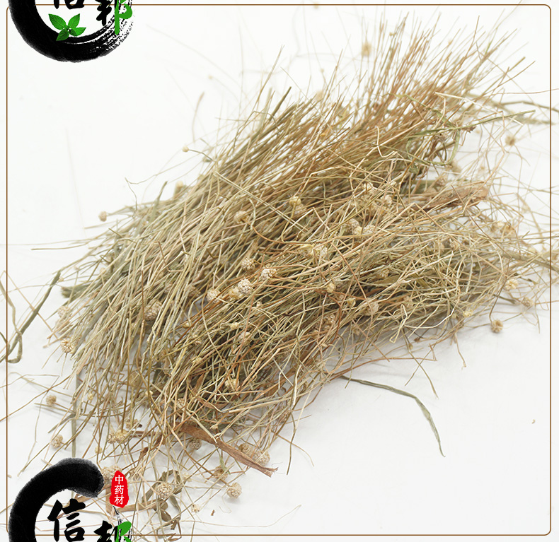 谷精草详情_08.jpg