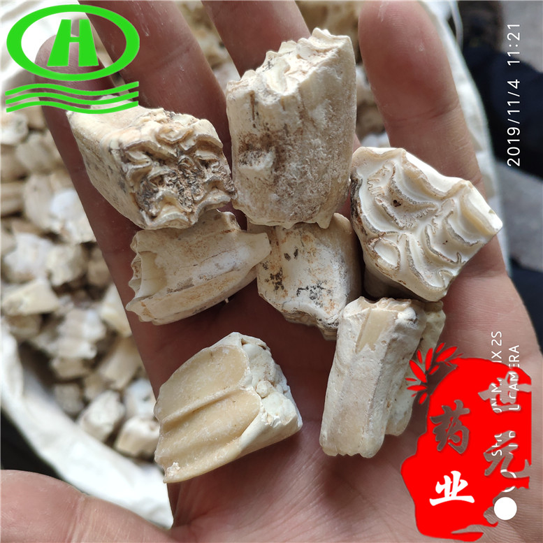 龙齿恐龙牙鑫强600~05_副本.jpg