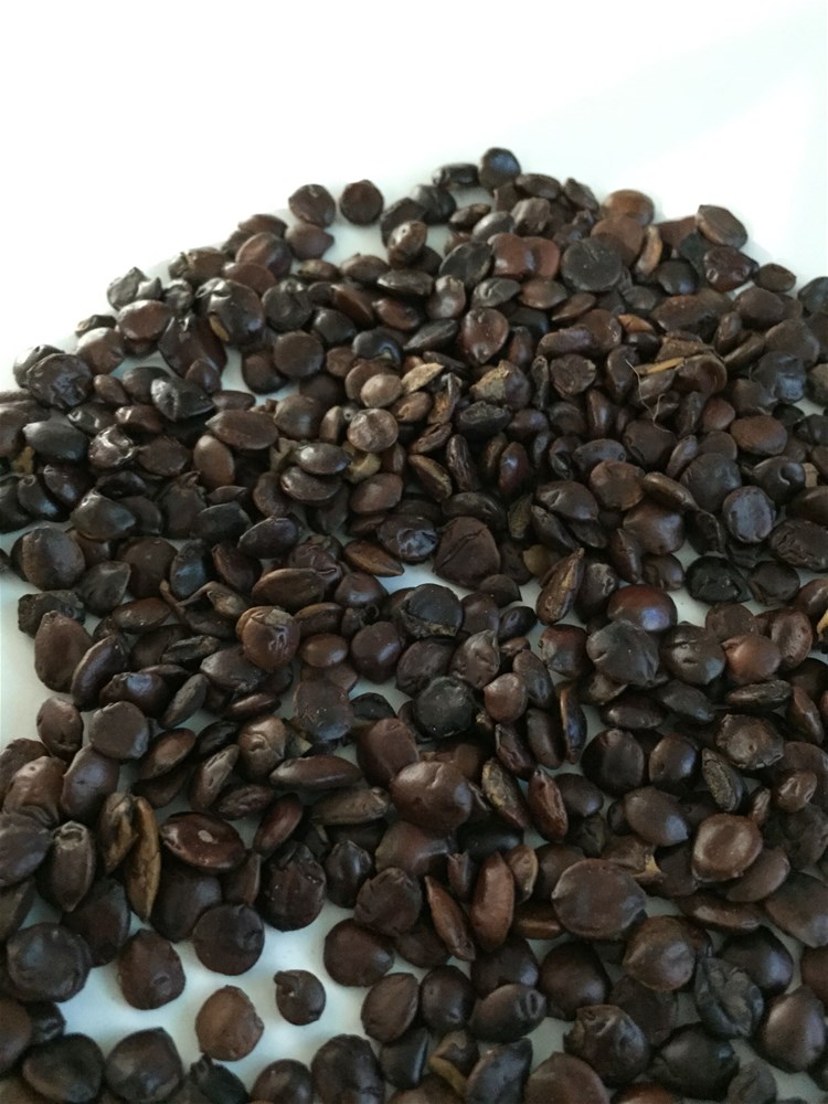 酸枣仁2.jpg