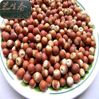 芡实2.jpg