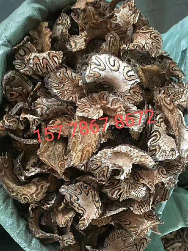 龙骨风157.jpg