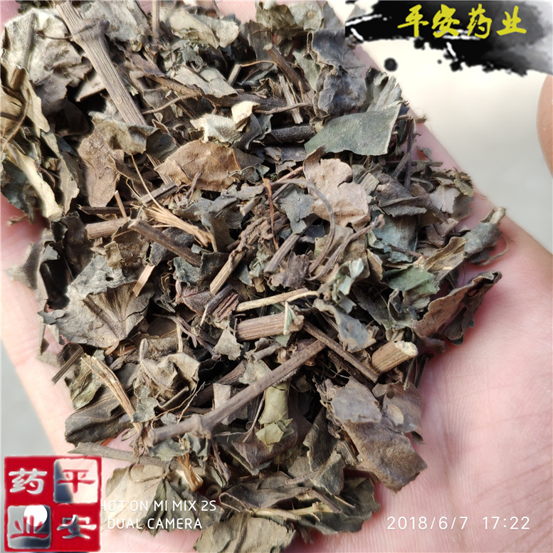 海风藤叶12枝16蒋南~01_副本.jpg