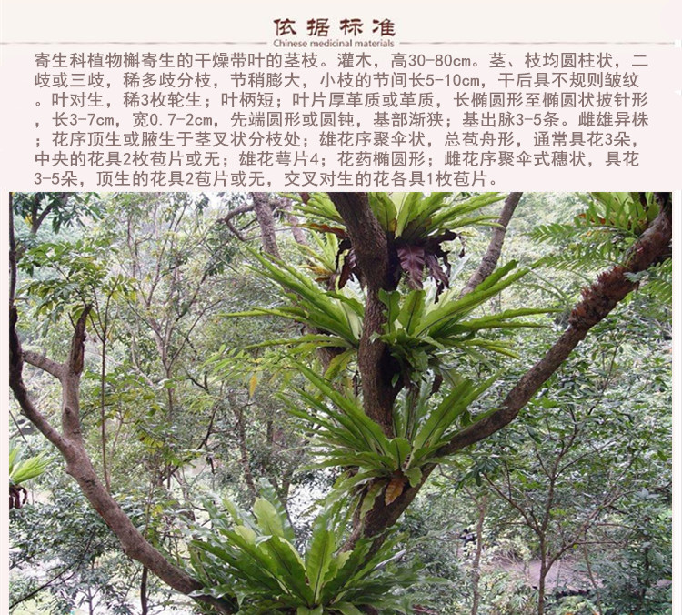 桑寄生9.jpg