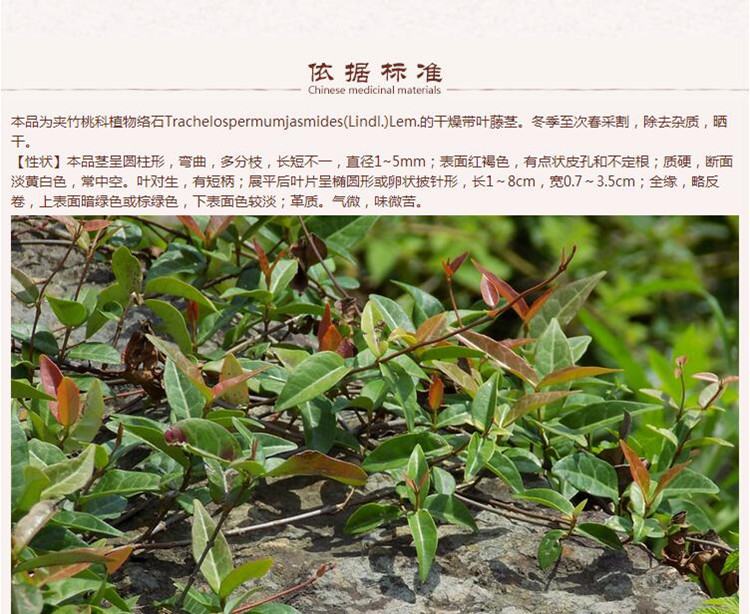 络石藤3.jpg