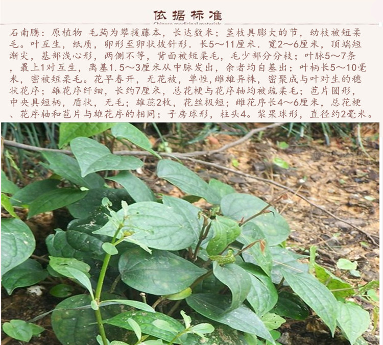 石楠藤9.jpg