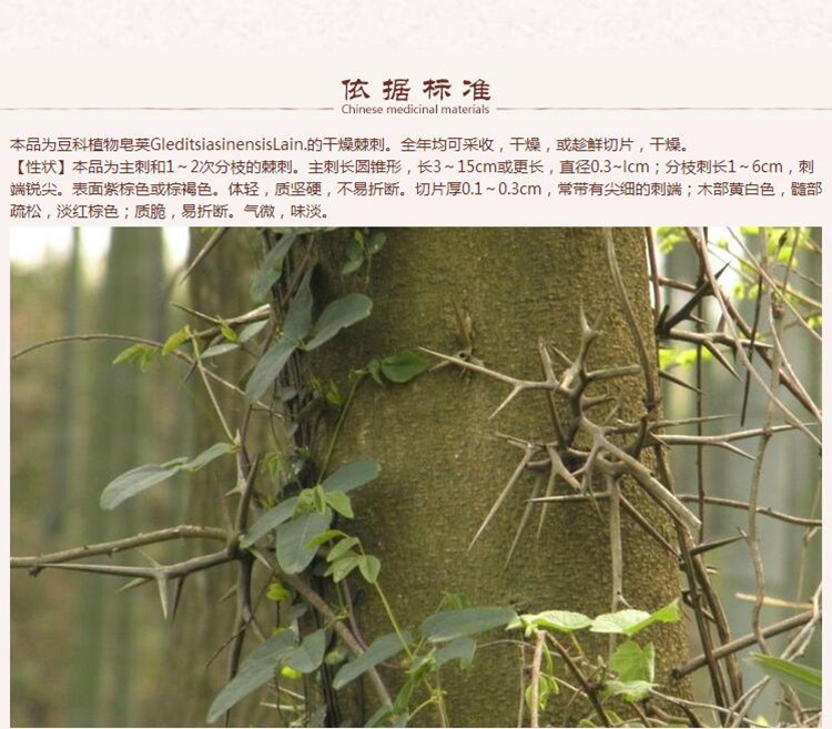 皂角刺4.jpg