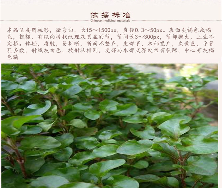 海风藤5.jpg