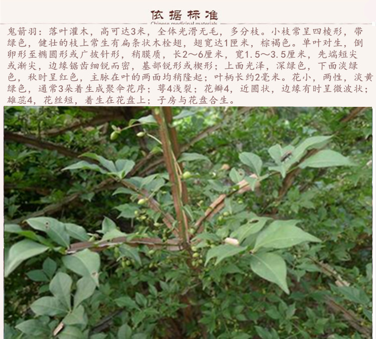 鬼箭羽9.jpg