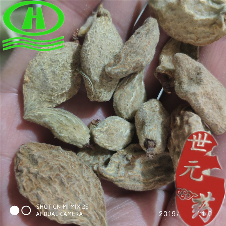 破壁灵芝孢子.jpg
