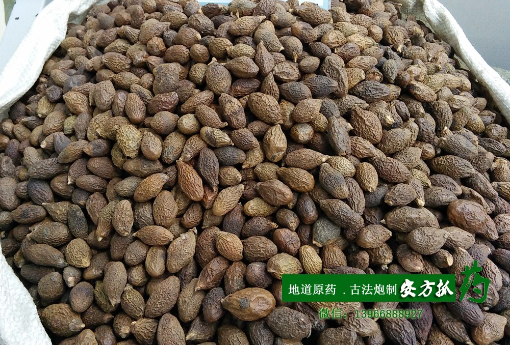 胖大海 统 .jpg